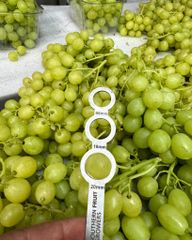 Early Sweet Grapes from Nine Fruits Exports for supply Export  to wholesale and  distributors - Image 4