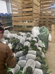 Natural Fresh Juicy Pineapple/ Sweet MD2 Pineapple Fruits/ Fresh Whole Pineapple (WA 0084366808683) - Image 5