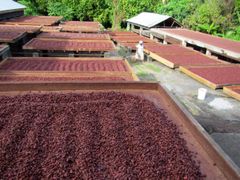 Premium Cocoa Beans – Wholesale Bulk Supply - Image 4