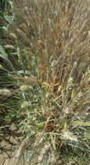 Einkorn Wheat Seed – product photo 2, product detail gallery