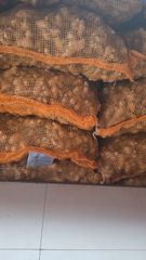 Fresh Ginger (Elephant Ginger) From Probolinggo, Indonesia - Image 4