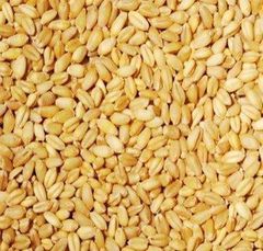 Wheat, Durum and soft milling Type Durum Wheat, Soft Wheat - Image 4