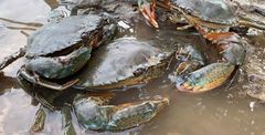 Fresh Crab Supplier & Exporter India | Live & Fresh Seafood | Bulk Wholesale Crab Supply - Image 2