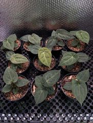 Anthurium Dark Phoenix – product photo 1, product detail gallery