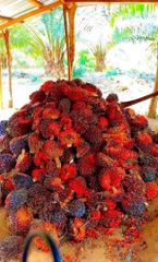 CRUDE PALM OIL – product photo 2, product detail gallery