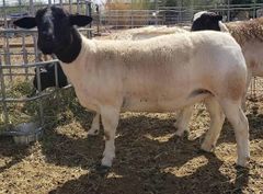 Live sheep , & Live Goats , & cattle ( steers and cows), calf ( young ) For Sale and Ready  For Export Worldwide - Image 1