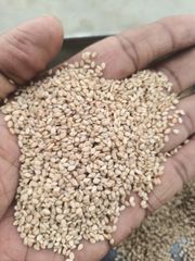 Sesame Seeds (white & Black) - Image 2