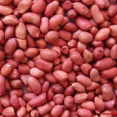 Natural Raw Peanut Kernels for Peanut Butter Production Snack Manufacturing and Everyday Food Applications - Image 5