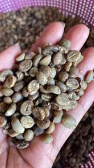 Robusta Coffee Beans -Origin Toraja Indonesia – product photo 2, product detail gallery
