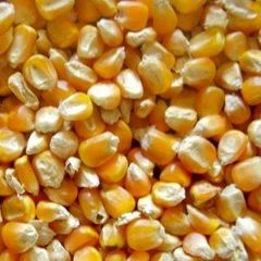 Yellow Corn, White Corn – product photo 1, product detail gallery