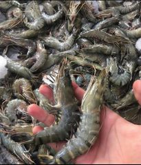 Premium Frozen Vannamei & Black Tiger Shrimp| East Kalimantan Origin - Borneo Indonesia - Image 5