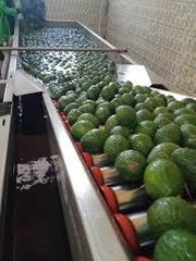 Fresh Hass Fuerte Avocado - Premium Quality for Sale - Image 4