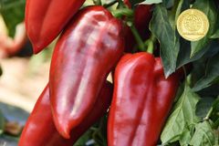 Vegetable seeds - Image 2