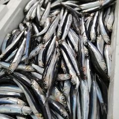Premium frozen anchovies fresh sea fish whole fish long shelf life quick frozen suitable for export and retail supply - Image 1