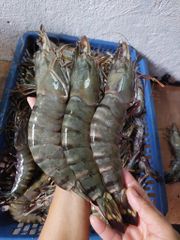 Fresh & Frozen Tiger Prawns Available. - Image 4
