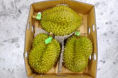 Fresh Durian – product photo 1, product detail gallery