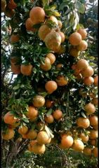 Citrus reticulata mandarin Packaging 3 ply corrugated box Shelf Life Custom packagaing for extended shelf - Image 2