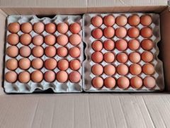 Wholesale Fresh Brown Eggs Distribution - Image 3