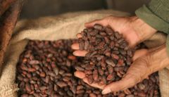 Dried Cocoa Beans For Chocolate Processing And Confectionery Manufacturing With Full Cocoa Flavor Natural Aroma - Image 2