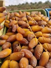 Premium Tunisian Deglet Nour (Kurma) Branched Dates (CAT 1) – Registered Brand | Secure Your Ramadan Stock Now! - Image 5