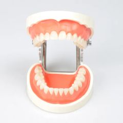 Dynamic Dental Teching Tooth Model for Clinic Use Origin China Material PVC Certification CE Trademark DYNAMIC Model NO. DYNAMIC - Image 3
