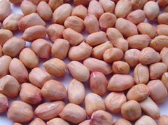 Premium Grade Raw Peanut Kernels for Peanut Oil Extraction Food Processing and Nut Product Manufacturing - Image 5