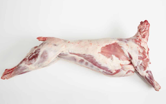 Dorper Sheep – product photo 2, product detail gallery