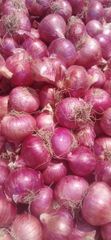 Red Onion 55mm+ - Image 2