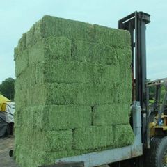 Hot Sale Premium Alfalfa Hay High Protein Nutritious Clean Baled or Compressed Bale for Livestock Feed - Image 1