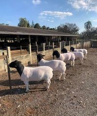 Cheap Top Selling Dorper sheep in bulk / Merino sheep at wholesale price.Boer Goats available for sale in good quantity - Image 2