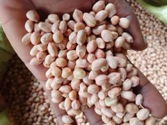 Ground nuts - Image 2