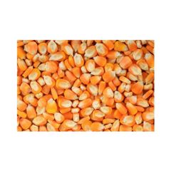 Bulk yellow maize ready for shipment to importers and distributors - Image 1