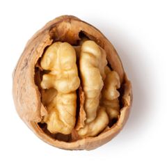 Fresh Walnut Premium Walnut Sourced From Top Farms And Packed For Safe Delivery Worldwide - Image 2