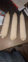 White maize – product photo 1, product detail gallery