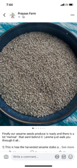 Sesame seed - Image 3