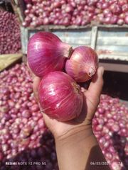 Fresh Organic Onion - Image 6