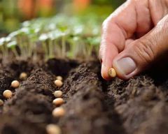 Plant Seeds - Image 1