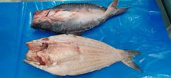 High Quality Pangasius Butterfly Basa Butterfly head off/bone on IQF Factory Price - Image 3