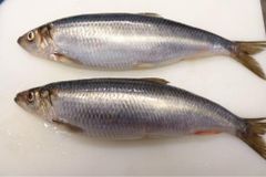 Atlantic herring (Clupea harengus) - Image 1