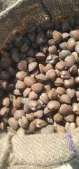 Blood clams - Image 2