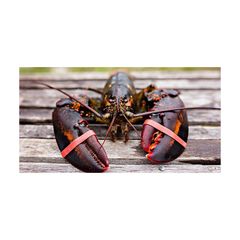 Premium quality raw whole lobster prepared for bulk buyers with fast delivery - Image 2