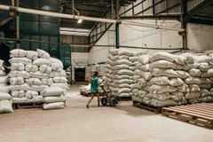 Indonesian Green Coffee Beans – Arabica & Robusta - Image 2