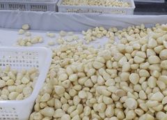 Peeled Garlic - Image 2