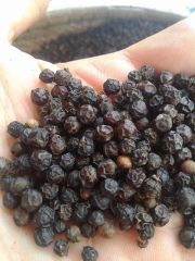 Black Pepper
