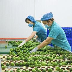 seedless lemon CHEAPEST PRICE Export quality Seedless lemon from Vietnam of the highest quality FREE TAX - Image 4