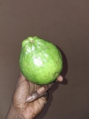 Guava fruit - Image 2