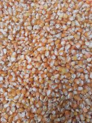 MAIZE - Image 1