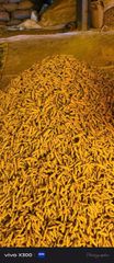 Premium Nizamabad Double Polished Finger Turmeric | Indian Export Quality - Image 3