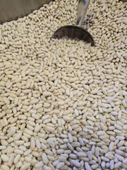 Natural White Kidney Beans Raw Whole Seeds Clean Fresh Premium Quality High Protein Perfect For Healthy Meals Cooking And Industrial Food Use Buy Today Fast Delivery Premium Quality Wholesale - Image 5