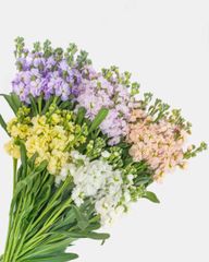 Alelí Mathiola Stock Packaging Details QB Color Signature scent Cultivation Type Exportation Scent Character Spicy, - Image 1